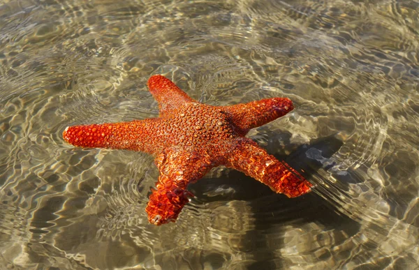 Starfish boven water. — Stockfoto