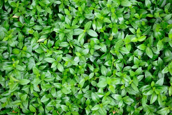stock image Beautiful green background of leaves