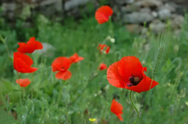 stock image Beautiful Red Poppies