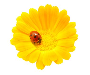 Ladybug clipart