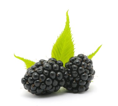 Blackberry