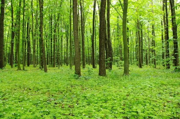 Bosque en primavera —  Fotos de Stock