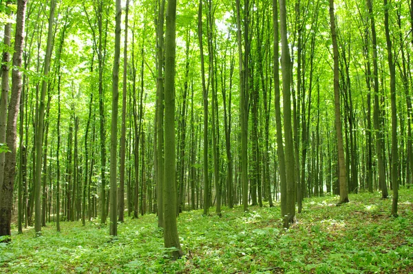 stock image Trees in spring