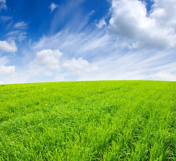 Field and sky — Stock Photo, Image