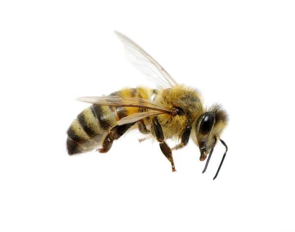 Včela na bílé — Stock fotografie