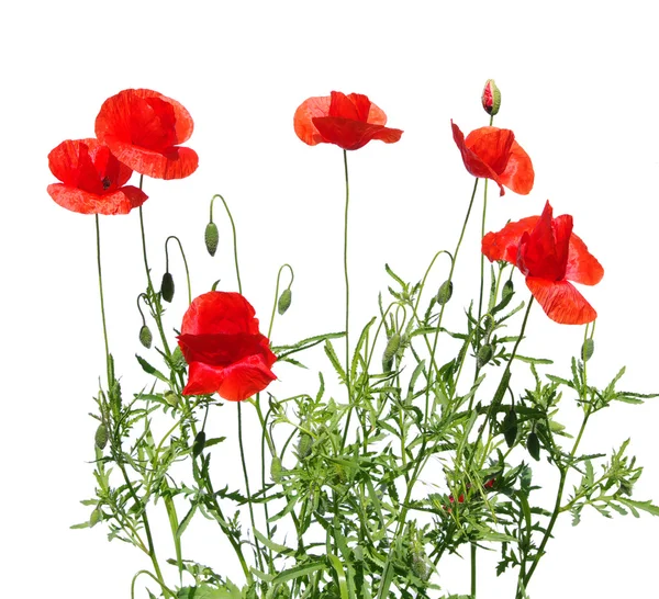 stock image Red poppies