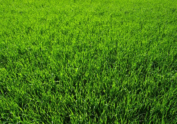 Ett grönt gräs — Stockfoto