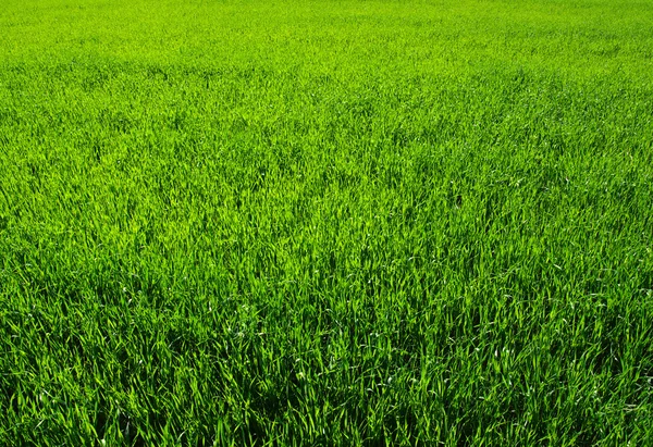 Una hierba verde — Foto de Stock