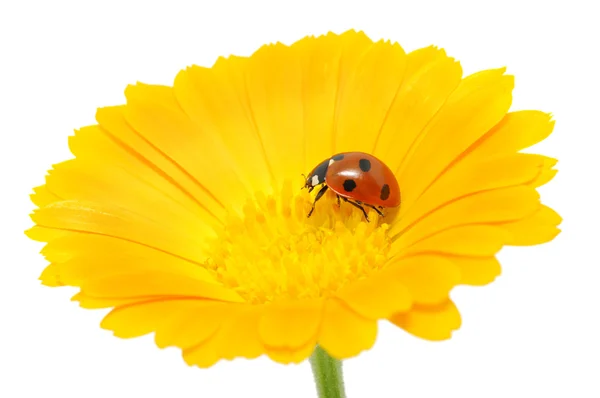 Ladybird Royalty Free Stock Images
