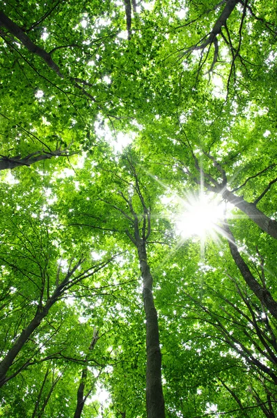 Зеленый лес — стоковое фото