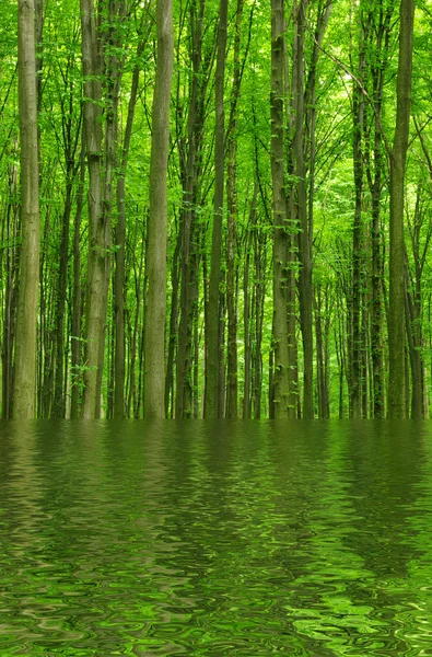 stock image Trees in spring