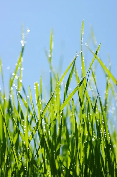 Мокрая зелёная трава — стоковое фото