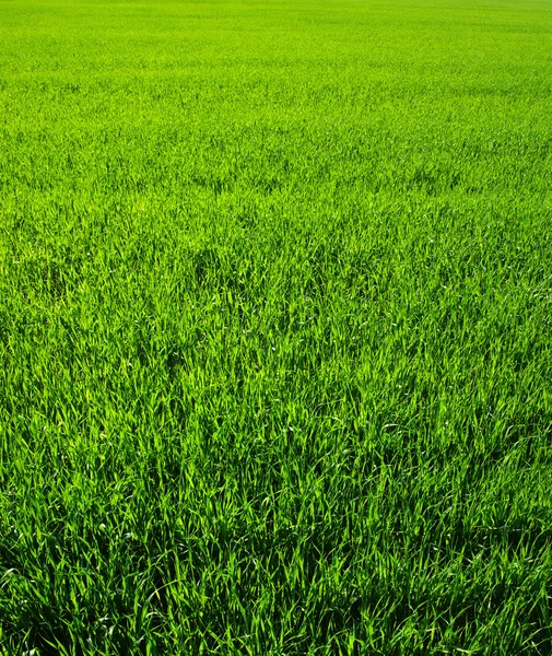 Текстура зелений газон — стокове фото