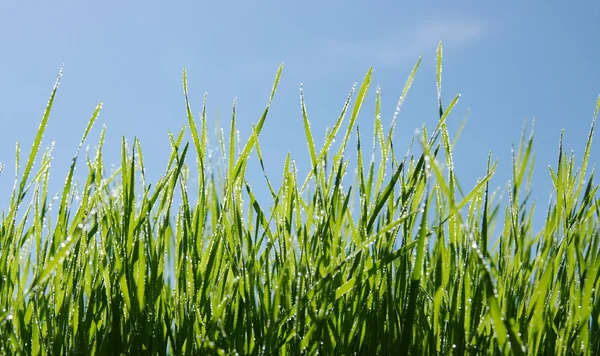 Vått grönt gräs — Stockfoto
