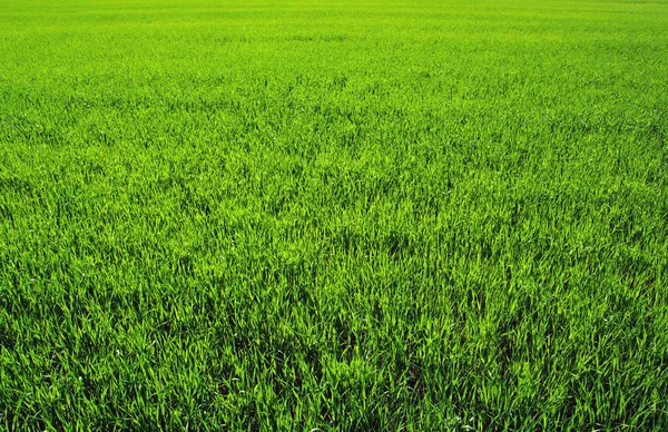 Un'erba verde — Foto Stock