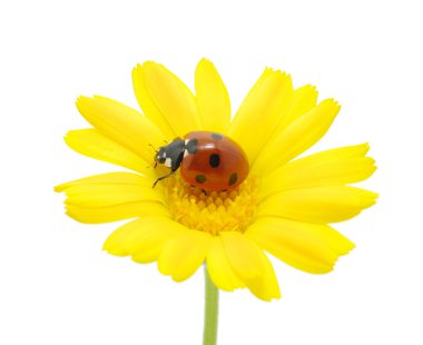 Ladybug clipart