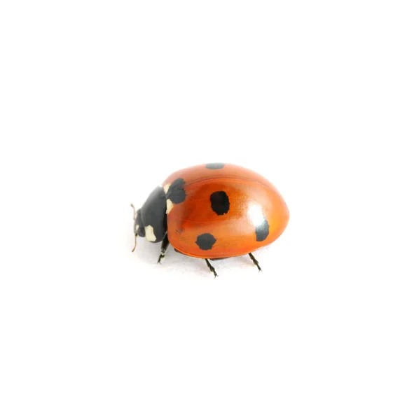 Red ladybug — Stock Photo, Image