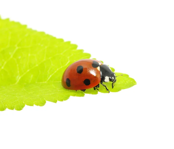 Ladybug — Fotografie, imagine de stoc