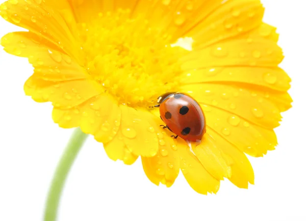 Ladybug Stock Image