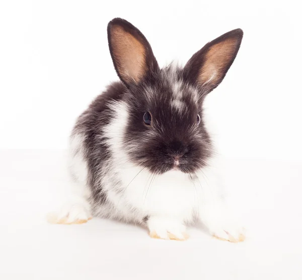 하얀 배경에 고립된 토끼 — 스톡 사진