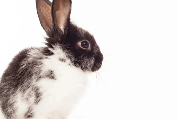 被白色背景隔离的兔子 — 图库照片