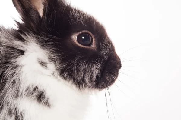 被白色背景隔离的兔子 — 图库照片