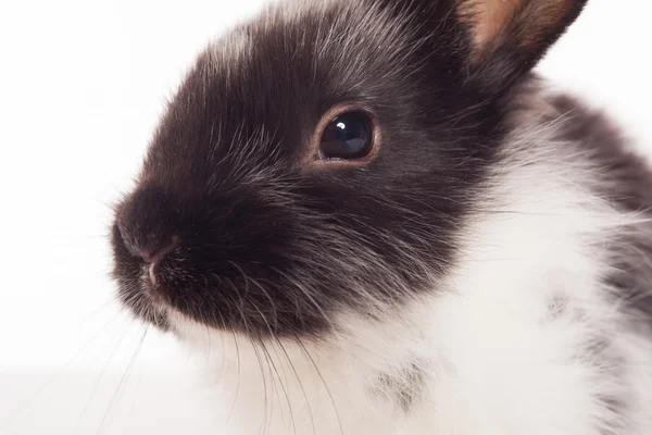 Stock image Rabbit isolated on a white background