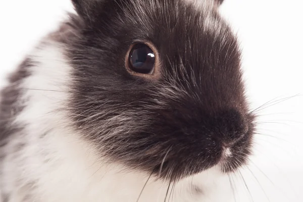 stock image Rabbit isolated on a white background