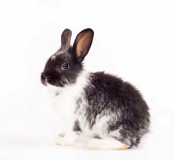 Kanin isolerad på en vit bakgrund — Stockfoto