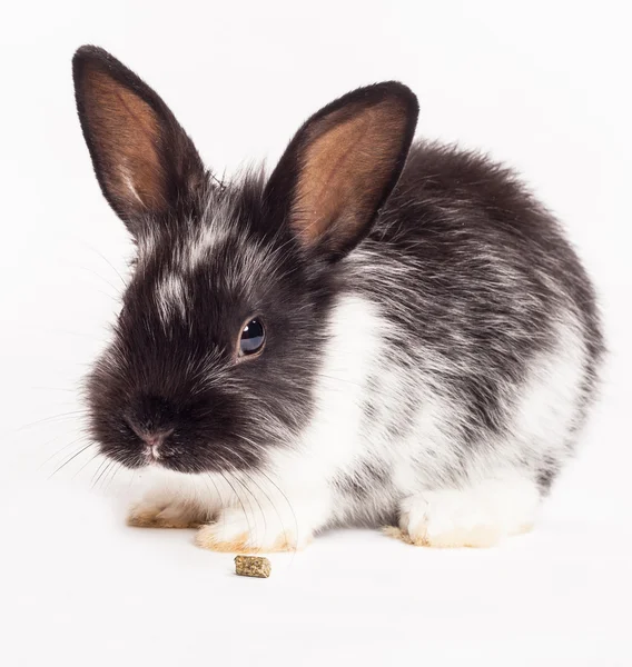 Kaninchen isoliert auf weißem Hintergrund — Stockfoto