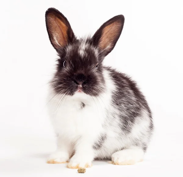 Kaninchen isoliert auf weißem Hintergrund — Stockfoto