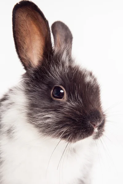 Rabbit isolated on a white background — Stock Photo, Image