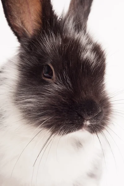 Rabbit isolated on a white background — Stock Photo, Image
