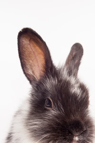 stock image Rabbit isolated on a white background