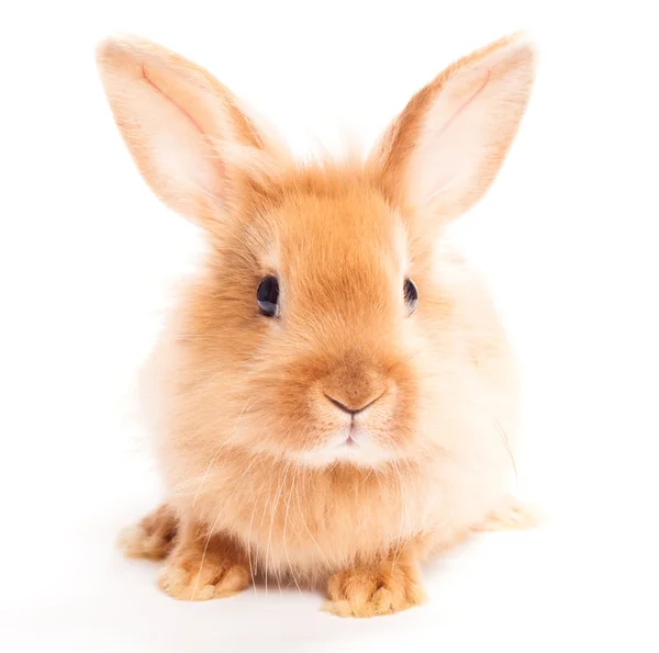 Kanin isolerad på en vit bakgrund — Stockfoto