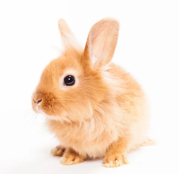 Кролик изолирован на белом фоне — стоковое фото