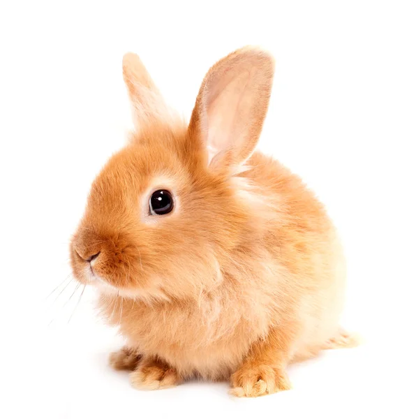 Conejo aislado sobre un fondo blanco — Foto de Stock