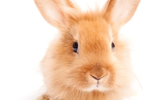 Кролик ізольований на білому тлі — стокове фото