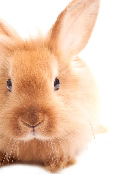 Conejo aislado sobre un fondo blanco —  Fotos de Stock
