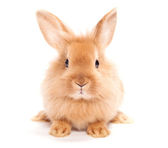 Kaninchen isoliert auf weißem Hintergrund