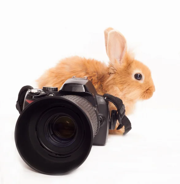 Кролик и камера изолированы на белом фоне — стоковое фото