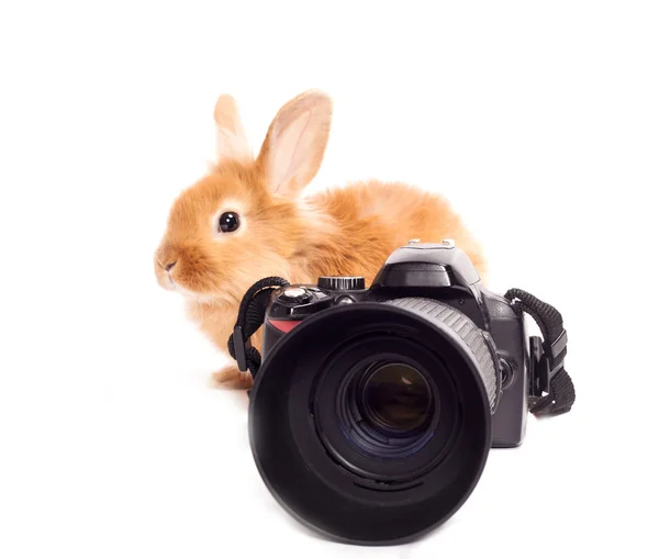 Кролик и камера изолированы на белом фоне — стоковое фото