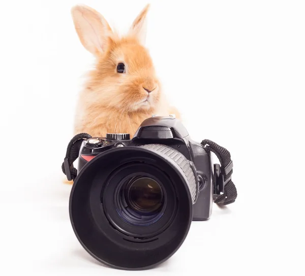 Фотограф-кролик . — стоковое фото