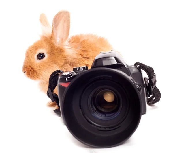 stock image Rabbit photographer.