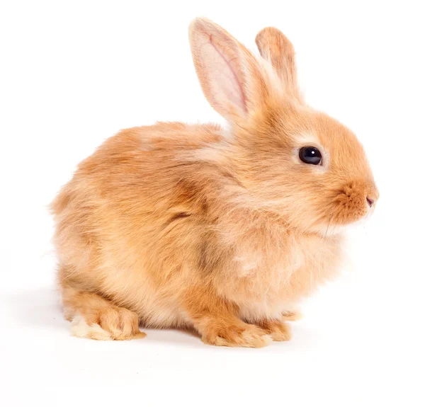 Кролик изолирован на белом фоне — стоковое фото