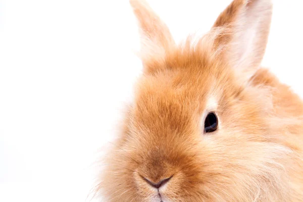 Rabbit isolated on a white background — Stock Photo, Image