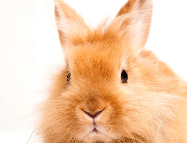 Кролик ізольований на білому тлі — стокове фото