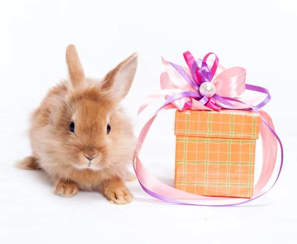 Tüylü tavşan ve kutusunun resmi — Stok fotoğraf