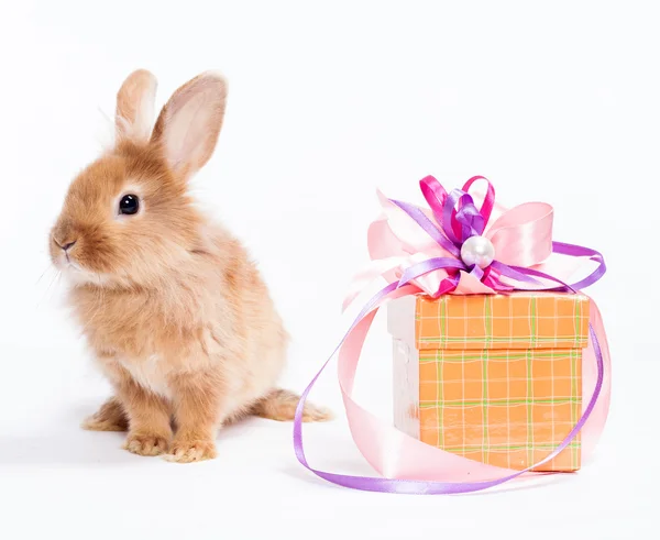 stock image Rabbit with red giftbox