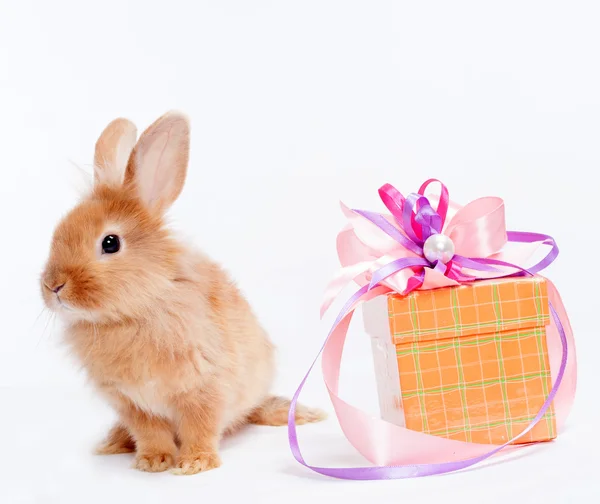 Kırmızı giftbox ile tavşan — Stok fotoğraf